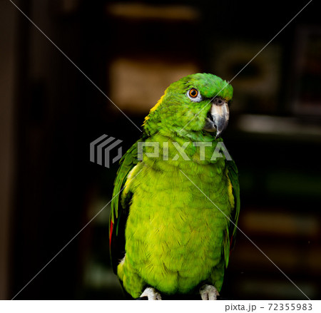 キエリボウシインコ クローズアップ キエリボウシインコ クローズアップ 72355983