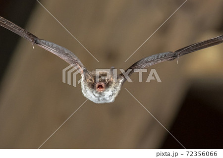 Flying Natterers bat 72356066