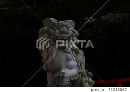 熱海市・来宮神社御神木大楠の狛犬・獅子 72356067