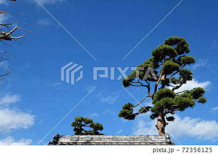 青空を背景に伸びる松の木と瓦屋根 青空を背景に伸びる松の木と瓦屋根 72356125