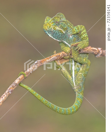 Adult African chameleon on branch Adult African chameleon on branch 72356141
