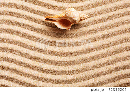 Long seashell lie on the dunes. Top view. 72356205