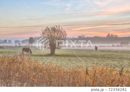 Landscape Pollard willows and horses 72356281