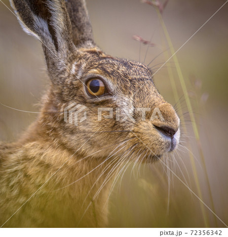 Portrait of vigilant European Hare in grass Portrait of vigilant European Hare in grass 72356342