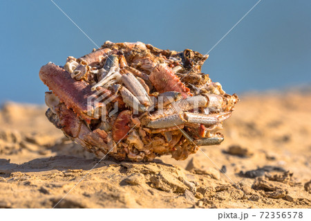 Pellet of gull Pellet of gull 72356578