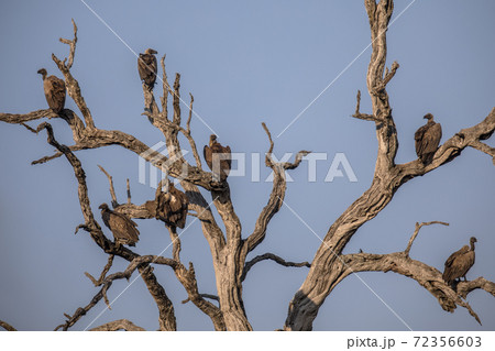 Group of White backed vultures perched in tree Group of White backed vultures perched in tree 72356603