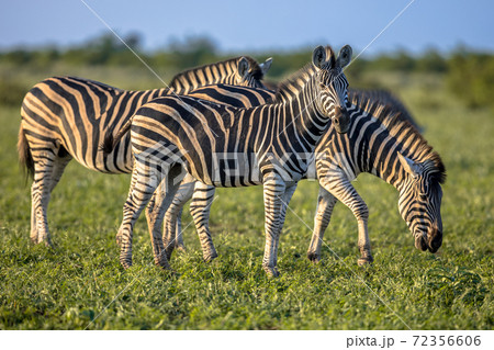 Three Common Zebras grazing on savanna 72356606