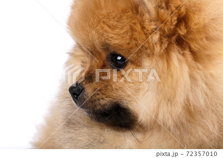 Close up of fluffy little Pomeranian Spitz sitting sideways and looking straight. Close up of fluffy little Pomeranian Spitz sitting sideways and looking straight. 72357010