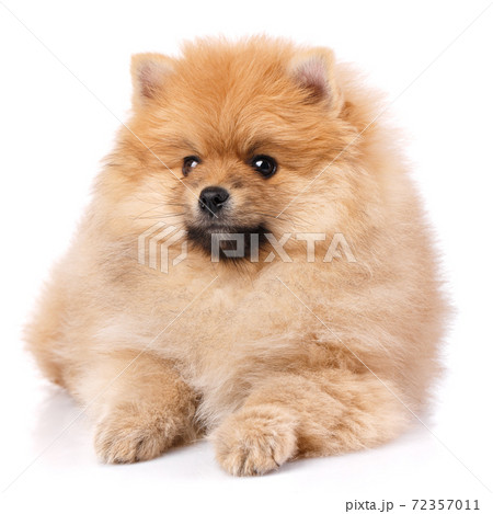 Cute little pomeranian spitz puppy lies on a white background. Cute little pomeranian spitz puppy lies on a white background. 72357011