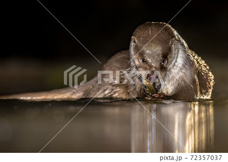 European Otter eating fish at night European Otter eating fish at night 72357037