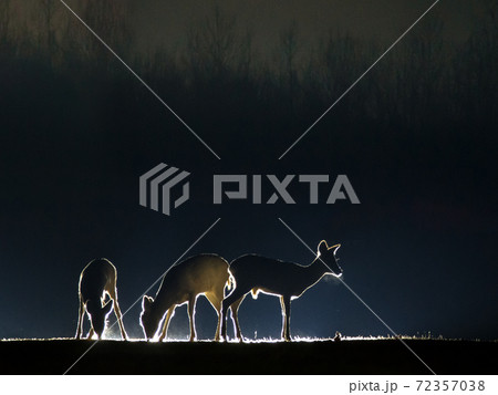 Roe deer on clearing Roe deer on clearing 72357038