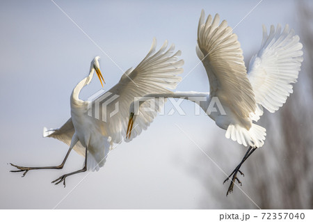Two Great white Egret fighting Two Great white Egret fighting 72357040