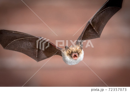 Flying Natterers bat isolated on brick background crop 72357073