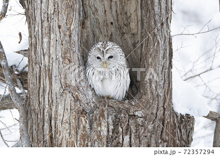 雪と丸いエゾフクロウ 雪と丸いエゾフクロウ 72357294