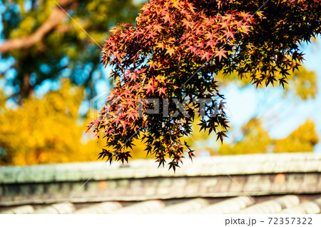 陽の光に照らされた紅葉 72357322