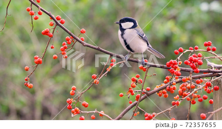 ツルウメモドキの枝にとまるシジュウカラ 72357655