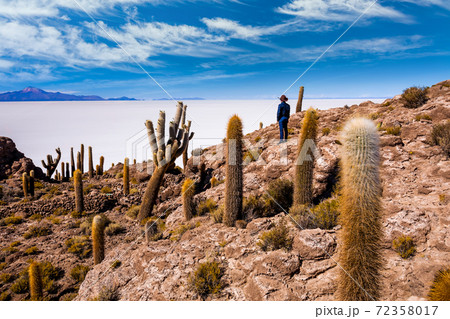 Big cactus on Incahuasi island, salt flat Salar de Uyuni, Altiplano, Bolivia 72358017