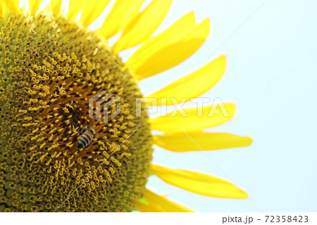 満開の向日葵の花 72358423