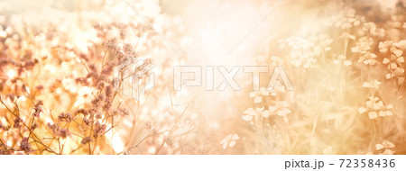 blooming wild flower in soft meadow nature field spring banner background blooming wild flower in soft meadow nature field spring banner background 72358436