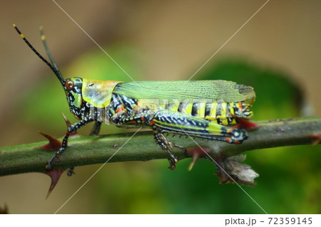 Cricket 72359145