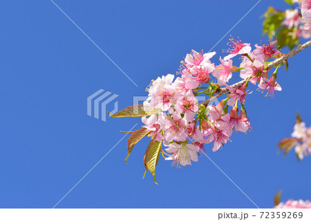 青空と冬に咲く桜 10 72359269