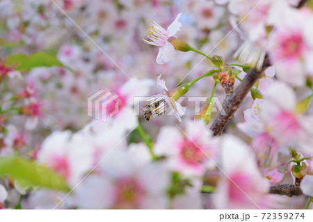 桜とミツバチ 72359274