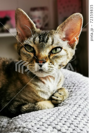 devon rex cat is resting devon rex cat is resting 72359835