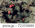 Blue green prickly branches of a fur-tree or pine with red berries 72359880