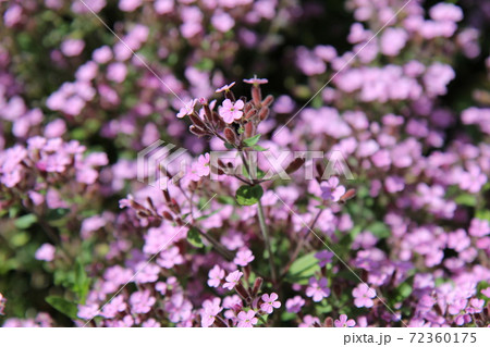 ピンクのサポナリアの花 72360175