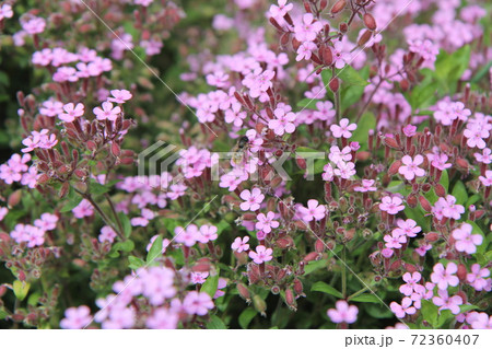 ピンクのサポナリアの花に止まる蜜蜂 ピンクのサポナリアの花に止まる蜜蜂 72360407