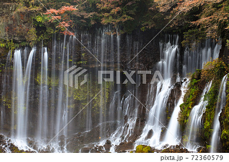 「白糸の滝」の紅葉 富士宮市 「白糸の滝」の紅葉 富士宮市 72360579