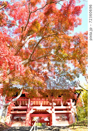 本恵寺 山門の紅葉 本恵寺 山門の紅葉 72360696