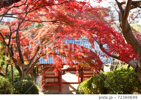 本恵寺　山門の紅葉 72360699