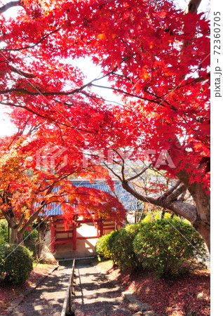 本恵寺 山門の紅葉 本恵寺 山門の紅葉 72360705