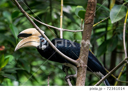 Oriental Pied Hornbill キタカササギサイチョウ 鳥類 鳥 大型 南国 カラフルの写真素材