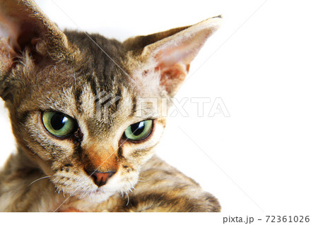 devon rex cat isolated devon rex cat isolated 72361026