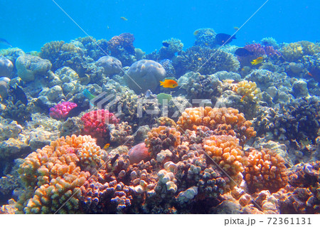coral reef in egypt coral reef in egypt 72361131