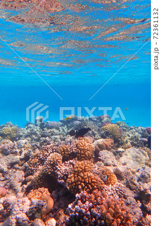 coral reef in egypt coral reef in egypt 72361132