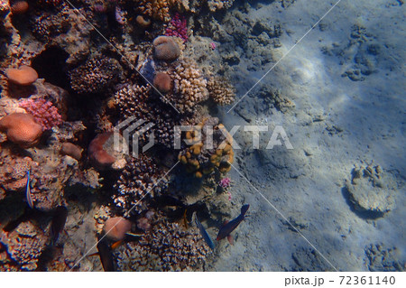 coral reef in egypt coral reef in egypt 72361140