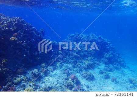 coral reef in egypt 72361141