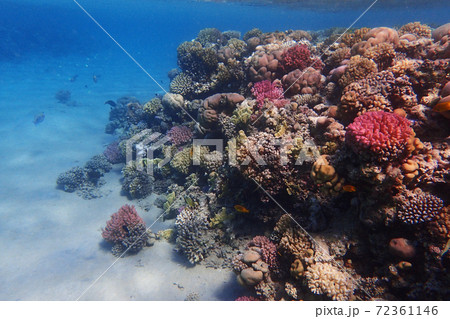 coral reef in egypt coral reef in egypt 72361146