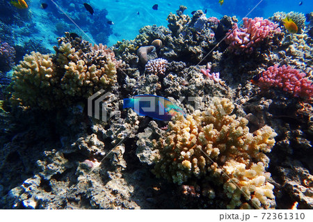 coral reef in egypt 72361310