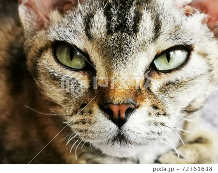 devon rex cat is resting devon rex cat is resting 72361638