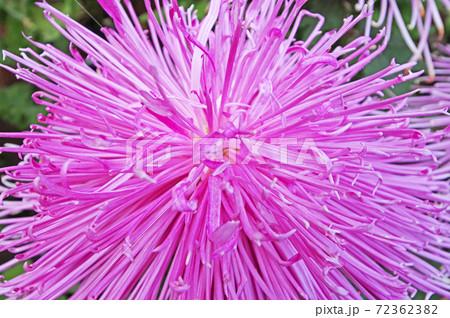 秋に咲く華やかなピンクの大輪の菊の花 72362382