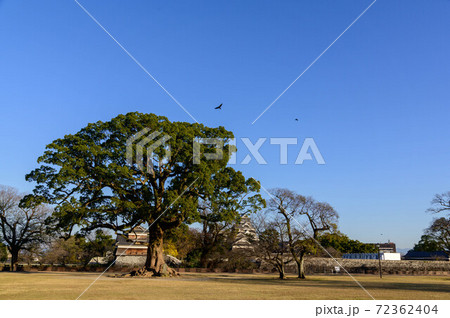 熊本城　二の丸広場から城の風景2020年 72362404