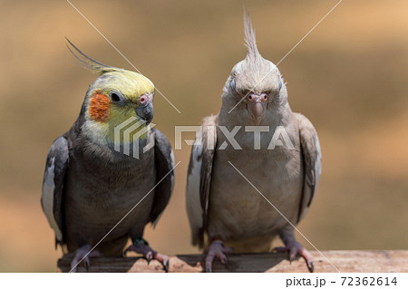 並んだオカメインコ 72362614