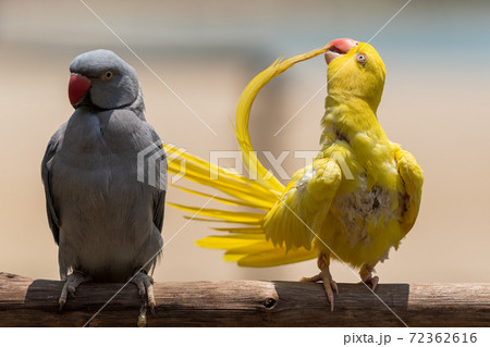 毛引きをする黄色いインコ 毛引きをする黄色いインコ 72362616