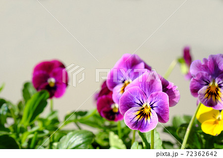 紫色の可愛いビオラの花の写真素材