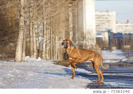 Standing ridgeback, in spring park, walks on melting snow Standing ridgeback, in spring park, walks on melting snow 72363240