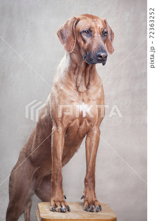 Trained dog of the breed Rhodesian Ridgeback stands with front paws on a stool. Trained dog of the breed Rhodesian Ridgeback stands with front paws on a stool. 72363252